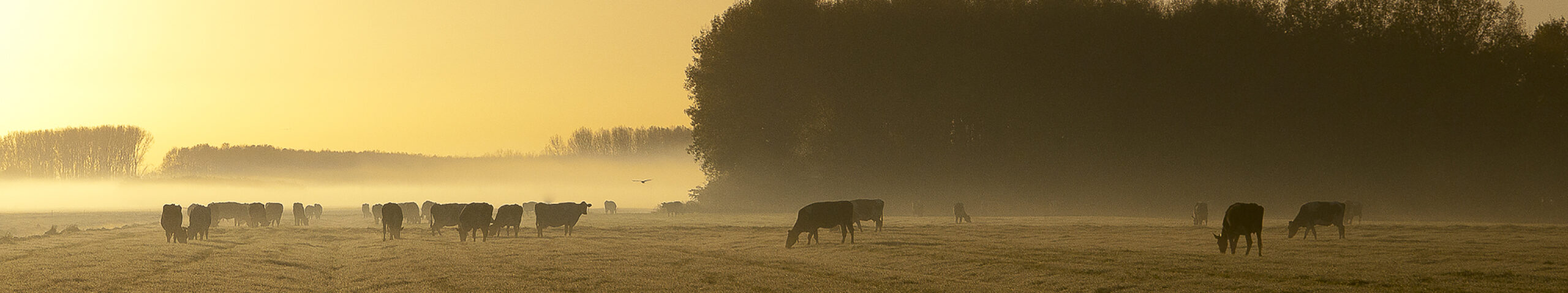 Koeien in de ochtendmist in het Beesdseveld